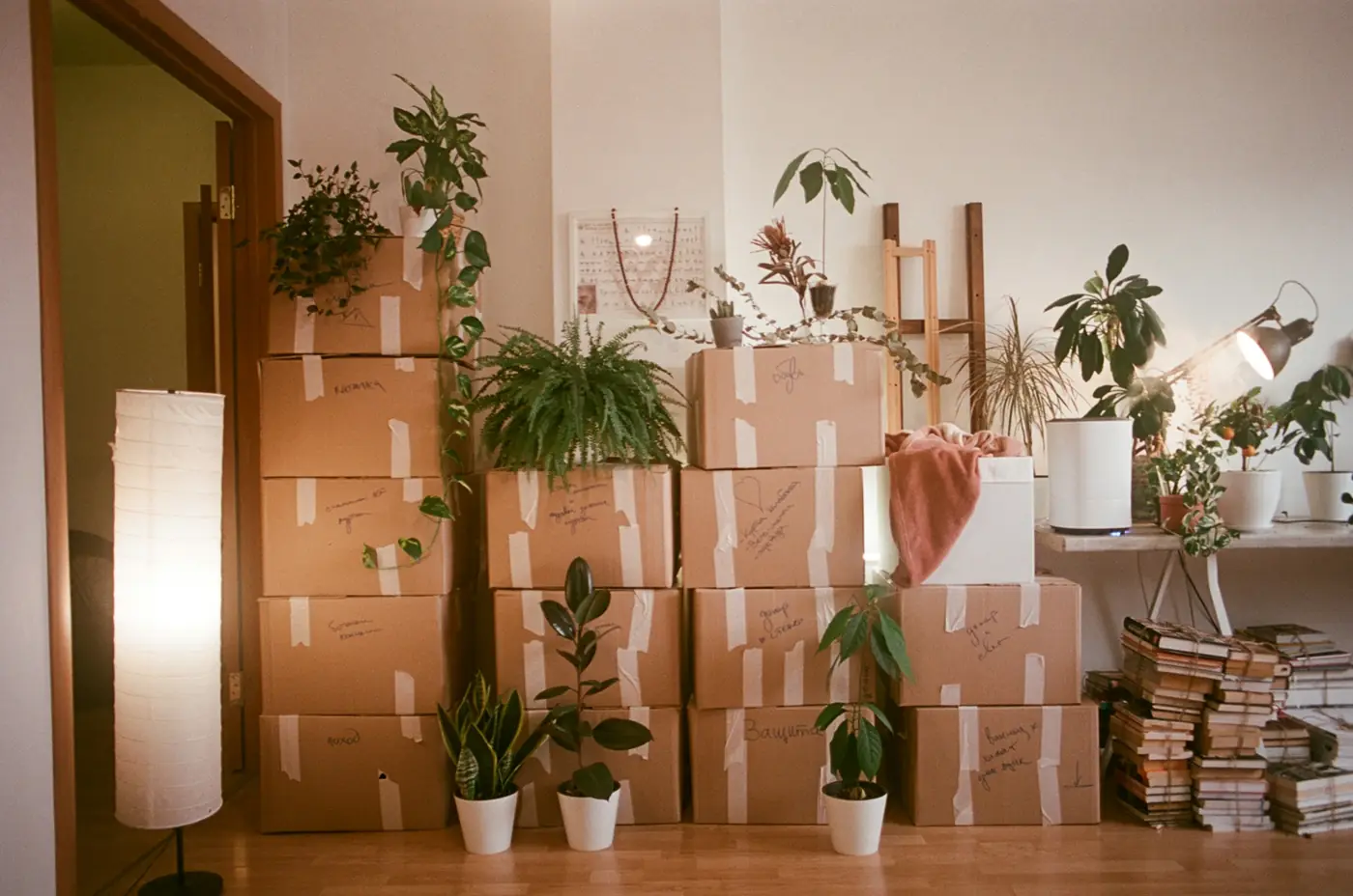 Moving boxes and plants in a bright room